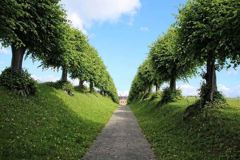 Qual è la distanza per piantare alberi dal confine e quando si fa l’usucapione